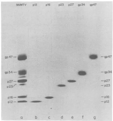 FIG. the 13 pg ofwerearations. described staining with prep- visualized 2. protein used gel p12; p23; gp was carried out 34; as 60 (c) (e) marker by (g) MuMTV 6 9 of C3HproteinMuMTV ptg 8 pgMuMTV of pg lanes; (b) of of MuMTV MuMTV (d)MuMTVv7,; PurifiedasgF