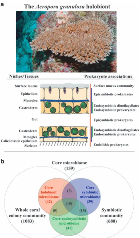 Figure 1The host coralred, coral symbiotic tissue community is indicated in blue andtissues layers of the host coral and regions of bacterial association(within the coral microbiome ( Acropora granulosa (pictured), thea) and Venn diagram of the inclusion o