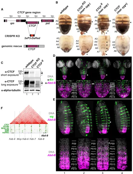 Figure 1 Drosophila(B) Dorsal (top) and ventral (bottom) views of adult male abdomens