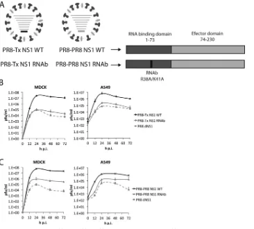 FIG 1 Characterization of the recombinant PR8-Tx NS1 WT, PR8-Tx NS1 RNAb, PR8-PR8 NS1 WT, and PR8-PR8 NS1 RNAb viruses