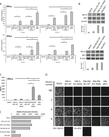 FIG 3 Analysis of the type I IFN expression induced by the recombinant PR8-Tx NS1 WT, PR8-Tx NS1 RNAb, PR8-PR8 NS1 WT, and PR8-PR8 NS1 RNAbof three independent experiments with different donors is shown