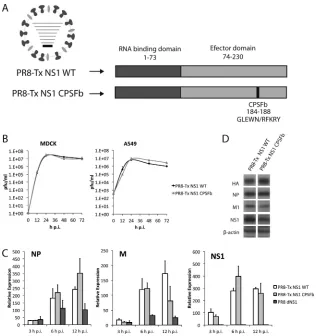 FIG 5 Characterization of the recombinant PR8-Tx NS1 WT and PR8-Tx NS1 CPSFb viruses in cell lines and human DCs
