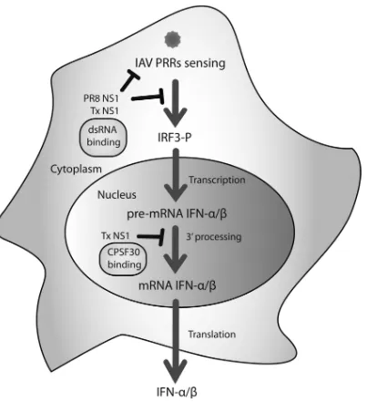 FIG 7 Schematic representation of the type I IFN inhibitory functions of