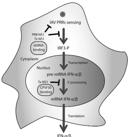 FIG 7 Schematic representation of the type I IFN inhibitory functions of