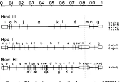 FIG. 2. Autoradiograph of the gel shown in Fig. 1.
