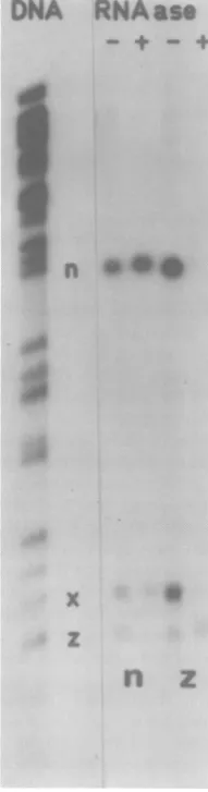 FIG. 8.fractionsrespectively)cytoplasmicrepresenteduoushybridizedlevelslocationsteria:(ii) Summary oftranscript mapping data