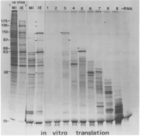 FIG. 10.totalendogenousspecifictranslation In vitro translation of resolved IE mRNA's