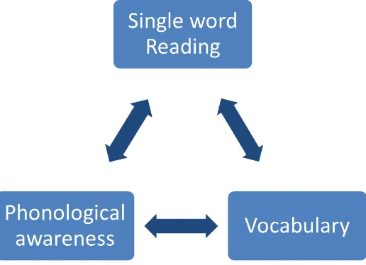 Figure 10. Relation between reading, phonological awareness and vocabulary  