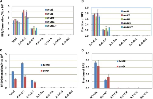 Figure 1 All MMR-defective strains have the same mutational spectrum butMethodsdata from the 10 MA experiments with strains defective forMA experiments with strains with the same MMR defect have been combined (seemutL uvrD mutant strains have a lower mutat