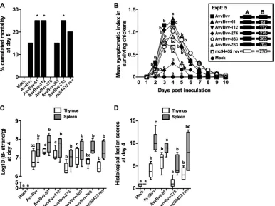 FIG 7 The threonine residue at VP1 position 276 of segment B mainly contributes to the reduced pathogenicity of 94432