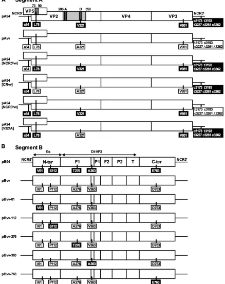 FIG 1 Organization of IBDV segments A and B and construction of recombinant A and B segments derived from pA94 and pB94