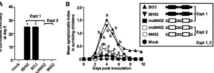 FIG 3 mc94432 is attenuated compared to typical vvIBDVs. The pathogenicity of mc94432 was ﬁrst compared with those of typical vvIBDV strains BD3 and89163 or with that of the parental strain, 94432