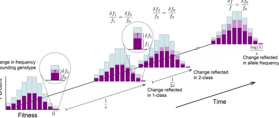 Figure 5 A schematic showing how a change in the frequency of the lineage in the mutation-free class propagates to affect the frequency in all classes0-class changes suddenly fromðgenerations later