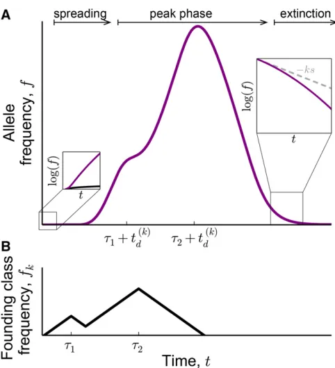 Figure 6 Schematic of (A) the trajectory of the total allele frequency, andfounding class [the relationship between the total allele frequency (purplecurve) and the founding genotype frequency (black curve) is based onEquation 22]