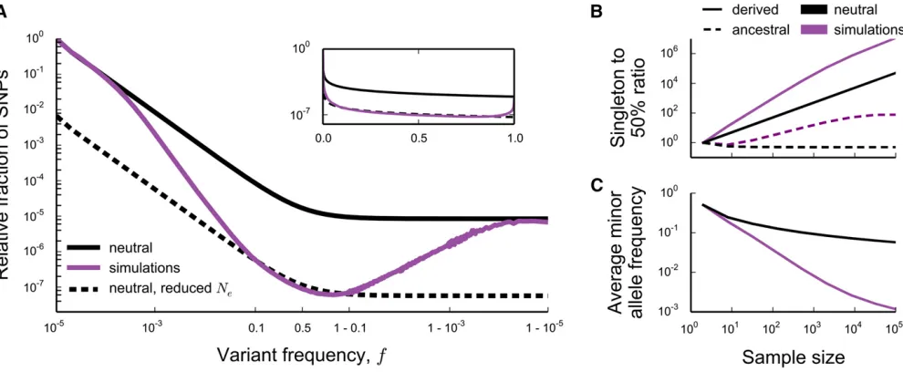Figure 1 (A) The (unfolded) average site frequency spectrum of neutral alleles along a nonrecombining genomic segment experiencing strongsame effect onwhich neutral mutations were set to occur at ratelarge samples, even though the effect of background sele