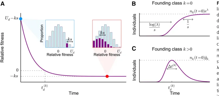 Figure 4 (A) The averagemutations reach mutationtness of these lineages changes on a shorter timescale, 1; when their average relative–selection balance about ﬁtness is zero, after which they decline exponentially at rate td ¼= logs: (C) In contrast, linea