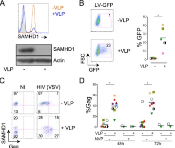 FIG 1 Vpx degrades SAMHD1 and enhances cell-free HIV-1 infection of MDDCs. (A) Levels of SAMHD1 expression in MDDCs treated or not with VLPs.MDDCs were analyzed for SAMHD1 expression by ﬂow cytometry (top) and Western blotting (bottom)