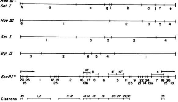 FIG. 8.fragmentsredundancymolecularin minor Restriction map ofSPOI DNA. Fragments are labeled with-numbers or letters in order ofdecreasing weight