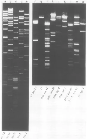 FIG.1.photographweightendonucleasesbothcmcleaved Agarose gel electrophoresis ofrestriction endonuclease digests ofSPOI DNA