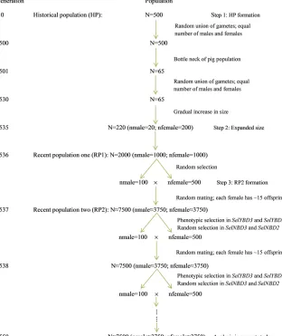 Figure 1 Simulation steps for creating a pig popu-lations. HP, historical population; RP, recent population.