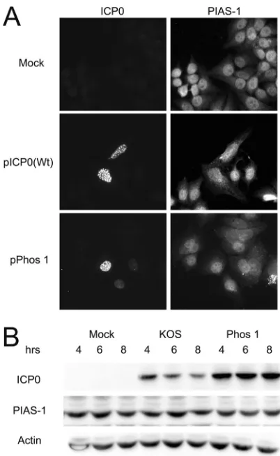 FIG 11 Localization of ICP0 with PIAS-1 and the effect of infection with KOSor Phos 1 on PIAS-1 protein levels