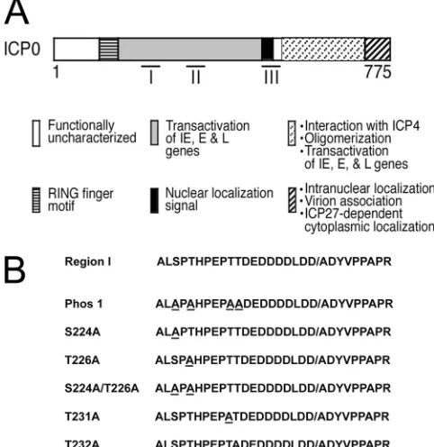 FIG 1 Region I phosphorylation site mutations. (A) ICP0 functional domainswith three characterized phosphorylation regions (I, II, and III), adapted fromreference 35
