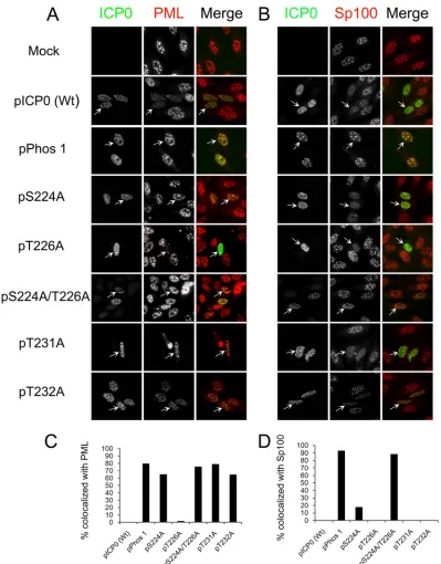 FIG 2 Region I phosphorylation site mutations and ND10 staining. (A and B) Localization of PML (A) or Sp100 (B) and wild-type (Wt) ICP0 or region Iphosphorylation site mutant forms of ICP0