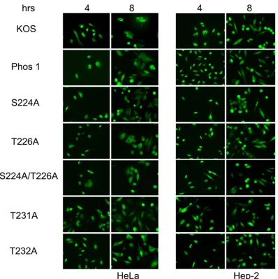 FIG 8 Subcellular localization of the ICP0 protein in region I phosphorylation site mutants