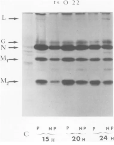 FIG. 3.ographendelectrophoresistion Intracellular protein synthesis after infec- with an F+ ts mutant of rabies virus