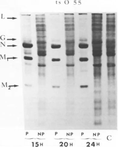 FIG. 4.tionandlegend Intracellular protein synthesis after infec- with an F'- ts mutant of rabies virus