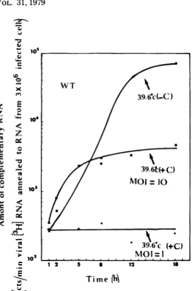 FIG. 7. cells Production of viral complementary RNA infected by wild-type rabies virus at 39.60C in