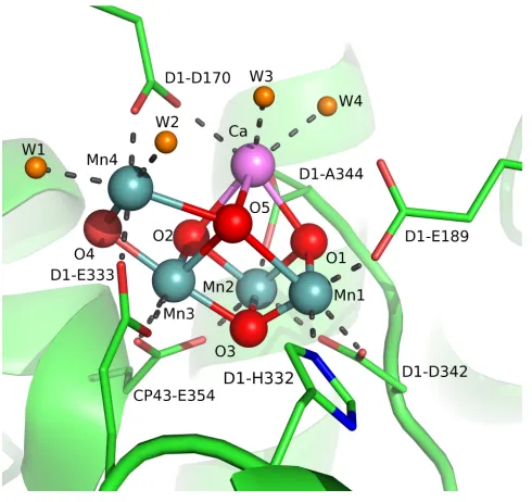 Figure 1. Structure of OEC from single crystal X-ray diffraction studies.9b