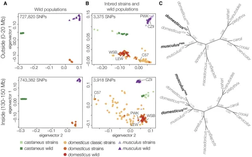 Figure 4 Patterns of discordance outside and inside the Chr 4 TRD locus. (A) Principal components analysis of SNPs from whole genome sequencing of(dark colors) and classic laboratory and wild-derived strains of mice (light colors) (Yangpopulations, both ou