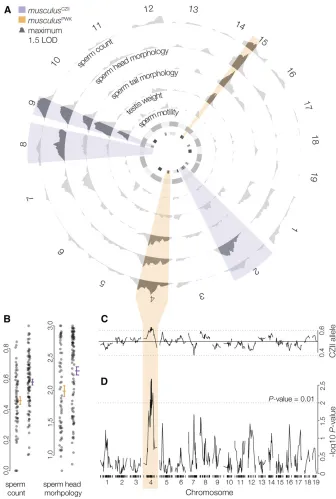 Figure 2 QTL for polymorphic HMS inculussupport intervals for previously reported hybridsterility loci mapped inM