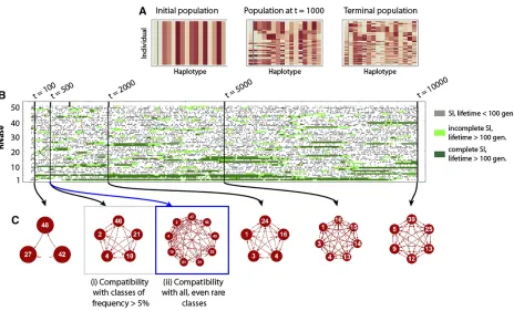 Figure 4 An example of the evolutionary dynamics of the model used for the stochastic simulations withthe absence of a line between haplotypes indicates incompatibility