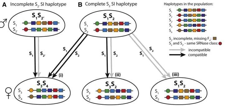Figure 1 Compatible and incompat-(brown) in the population (completeness desame haplotype class