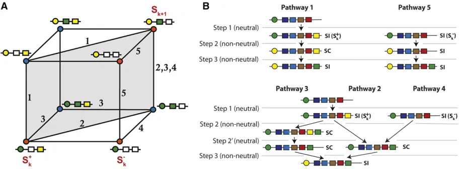 Figure 2). This path was also identiﬁare less common than the alternative pathways 3, 4, and 5.This should be observed in the stochastic simulations, wheretems