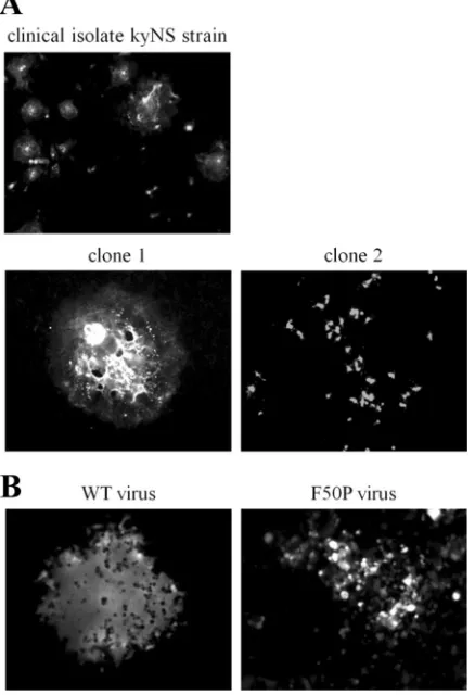 FIG 1 The F50P substitution in the M protein is responsible for the defect ofMV cell-cell fusion