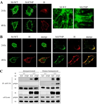 FIG 2 Interaction of the M-F50P protein with the H protein. (A) Filamentous distribution of the M protein expressed alone