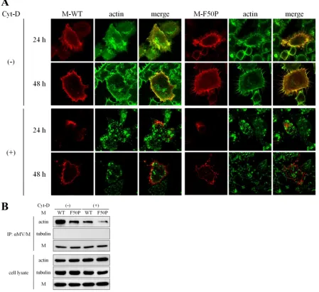 FIG 3 Tight association of the M-WT protein with F-actin. (A) Colocalization of the M proteins with F-actin
