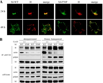 FIG 4 Stimulated interaction of the M-WT protein with the H protein after the disruption of F-actin