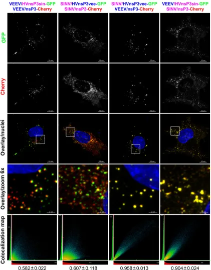 FIG 7 The HVD determines the formation of virus-speciﬁc nsP3 complexes. The viruses used in this study encoded either homologous nsP3 HVDs with Cherryinsertions (VEEV/nsP3-Cherry and SINV/nsP3-Cherry) or heterologous nsP3 HVDs with GFP insertions (VEEV/HVD