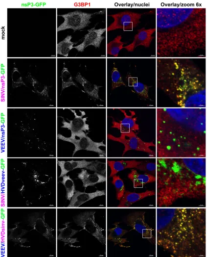 FIG 8 Colocalization of G3BP1 with nsP3 is determined by the HVD and is speciﬁc for SINV, not VEEV