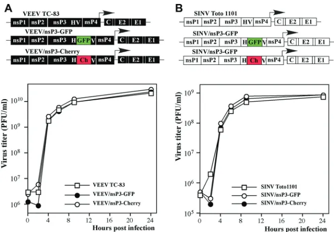 FIG 1 In-frame insertions of different ﬂuorescent proteins into alphavirus nsP3-speciﬁc HVDs do not interfere with virus replication
