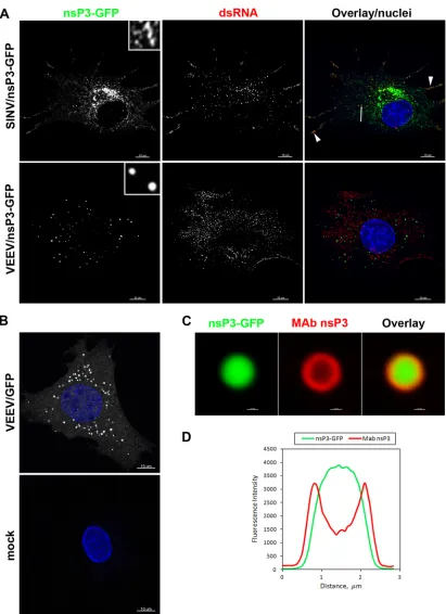 FIG 2 VEEV- and SINV-speciﬁc nsP3 proteins demonstrate different distributions in infected cells