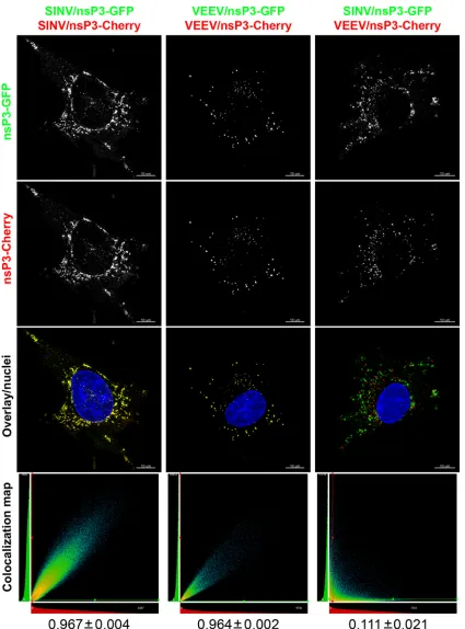 FIG 4 SINV and VEEV nsP3-speciﬁc cytoplasmic complexes do not colocalize. BHK-21 cells in Ibidi 8-well �-slides were coinfected at an MOI of 20 PFU/cellwith pairs of recombinant VEEV and SINV encoding different ﬂuorescent proteins within the nsP3 HVDs