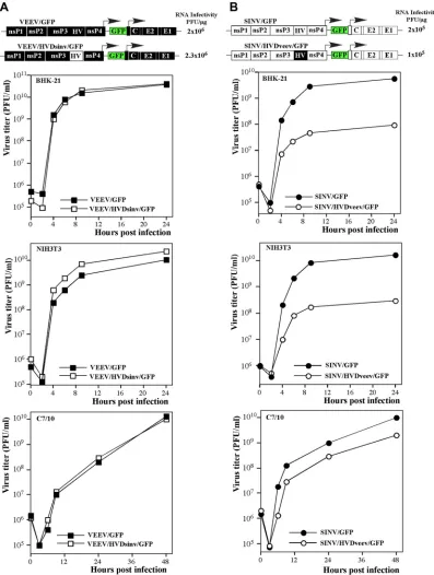FIG 6 Alphaviruses with heterologous HVDs are capable of efﬁcient replication in a variety of cell lines