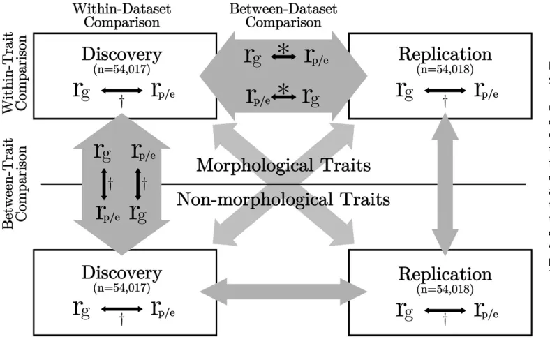 Figure 1 Schematic diagram ofstatistical analyses performed.108,035 British European individ-uals were evenly divided into dis-covery and replication datasets.Genetic and phenotypic correla-tions were calculated within groupfor 17 traits