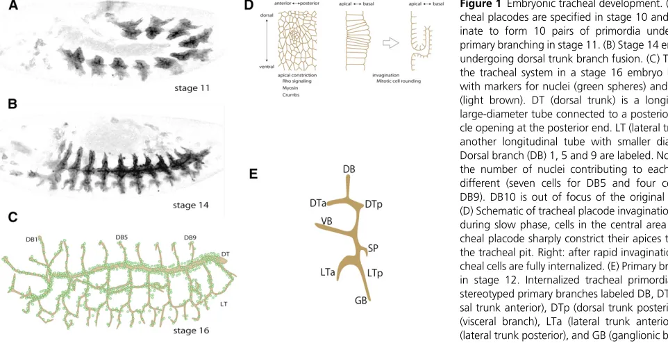 Figure 1 Embryonic tracheal development. (A) Tra-SP (spiracular branch) is the remnant of tracheal invagination and connects the epidermal surface to the rest of the tracheal cells