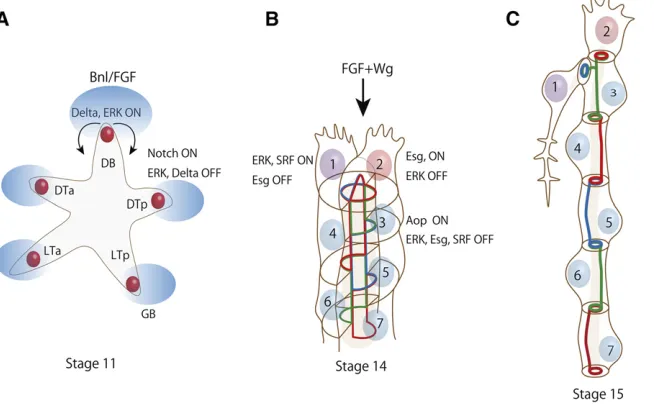Figure 2 Cell specicells (numbers 3formed between different cells (adherens junction marked with blue, red, and green lines)